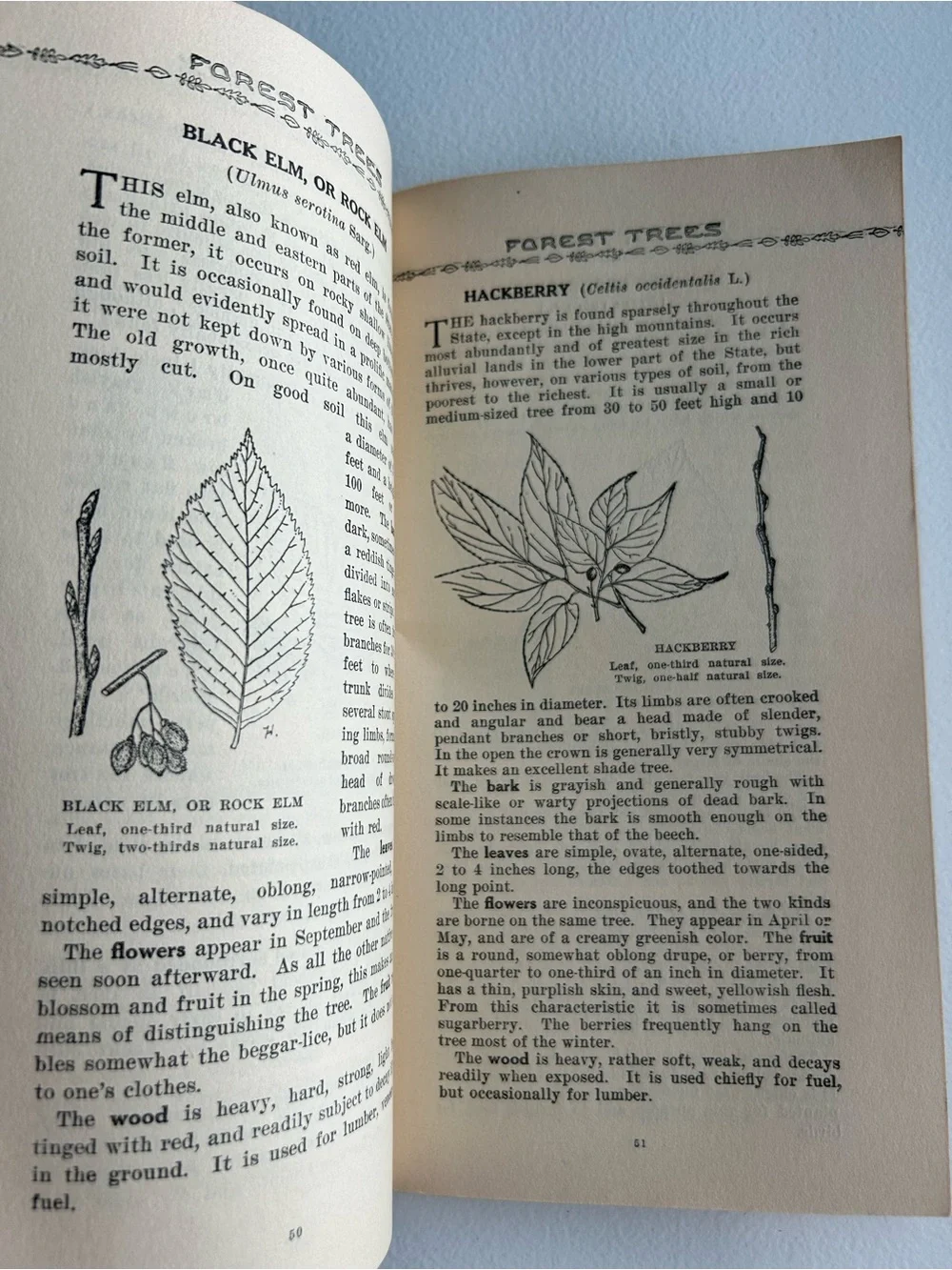 1933 Vintage Common Forest Trees of Tennessee Book 8th Ed Botany Forestry Guide